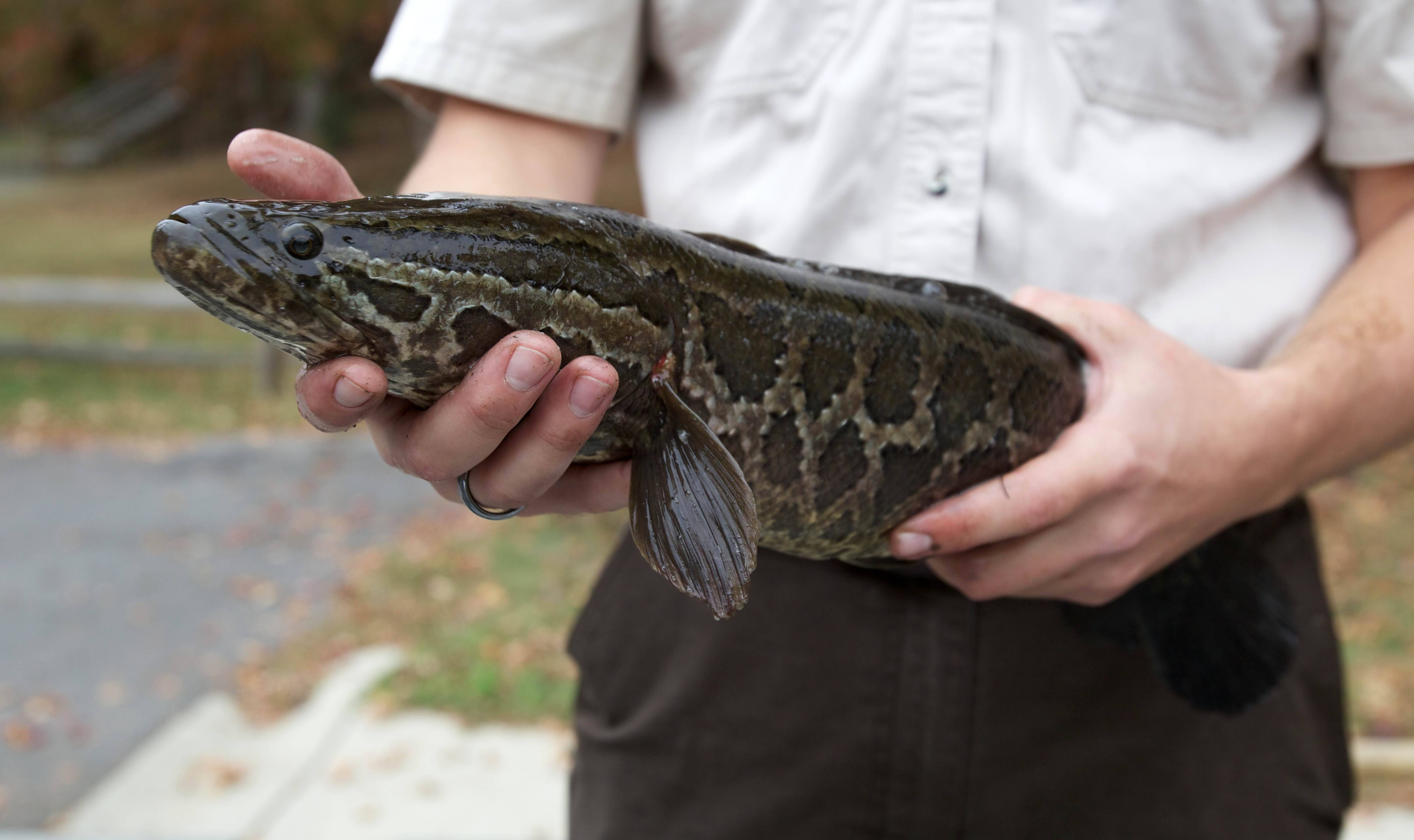 Рыба змееголов - подробное описание,разновидности, особенности питания и жизненного цикла