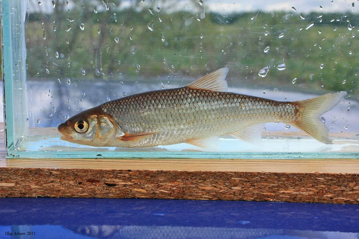 Рыба елец (45 фото): описание, условия и особенности успешной ловли, использование различных приманок, видео