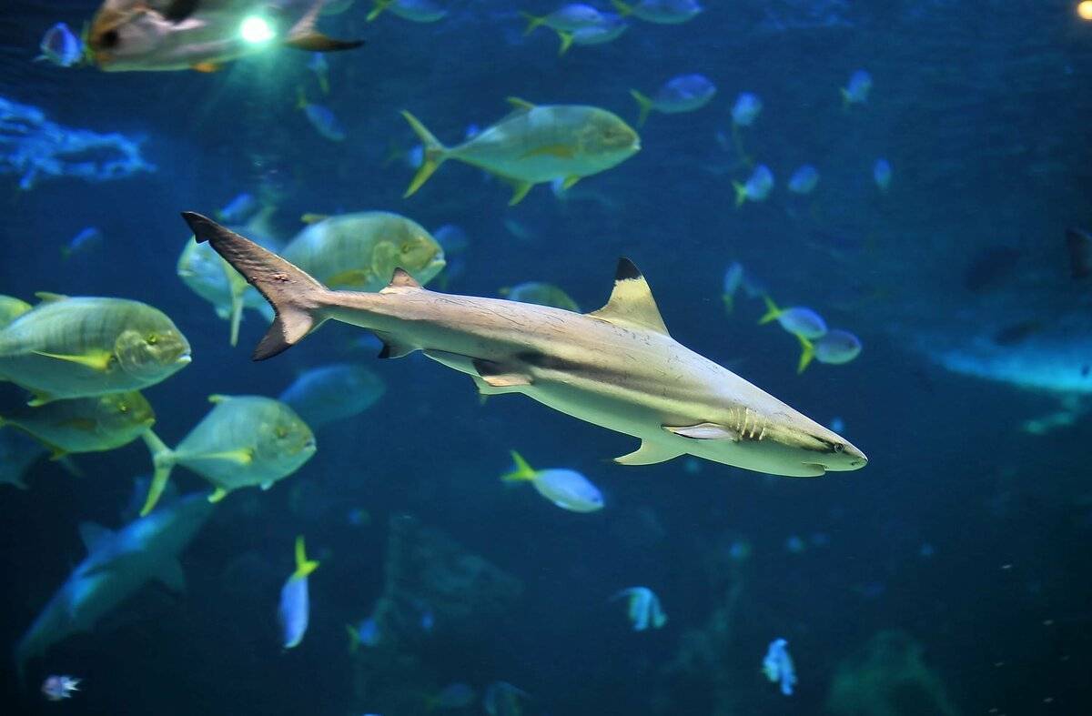 Акулий сом: содержание и совместимость с другими рыбами