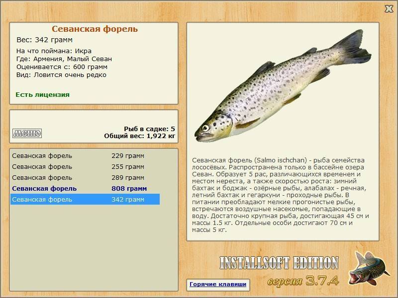 Морская форель: описание, полезные свойства и приготовление, разведение и рыбалка
