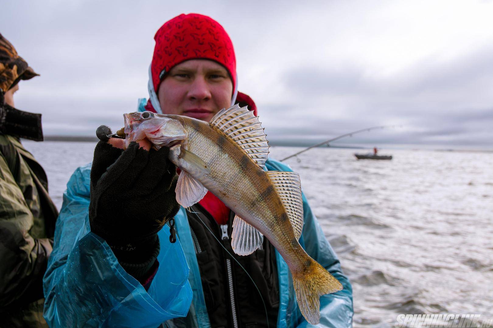 Рыба амур белый: описание, образ жизни и особенности ловли — ribnydom.ru