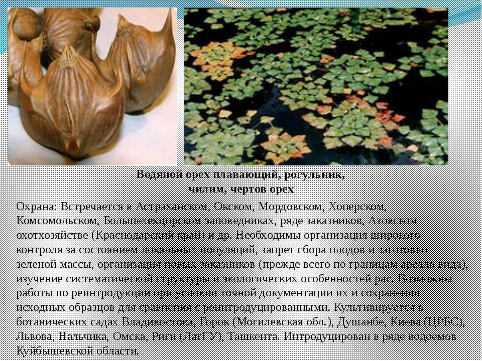 Водяной орех чилим с шипами: как еще называется, кроме рогульник плавающий, максимовича, азовский, как выглядит, где растет в россии, как применяют?