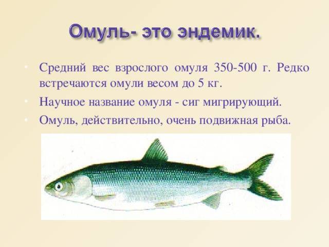 Рыбы байкала. описание, особенности, названия и фото видов рыбы в байкале | живность.ру