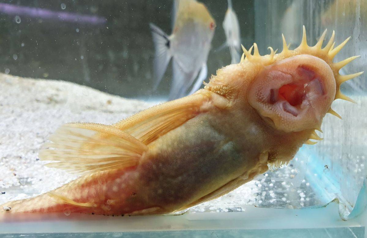 Анциструс — аквариумный сом: обыкновенный, звездчатый, вуалевый и другие, фото, содержание и уход