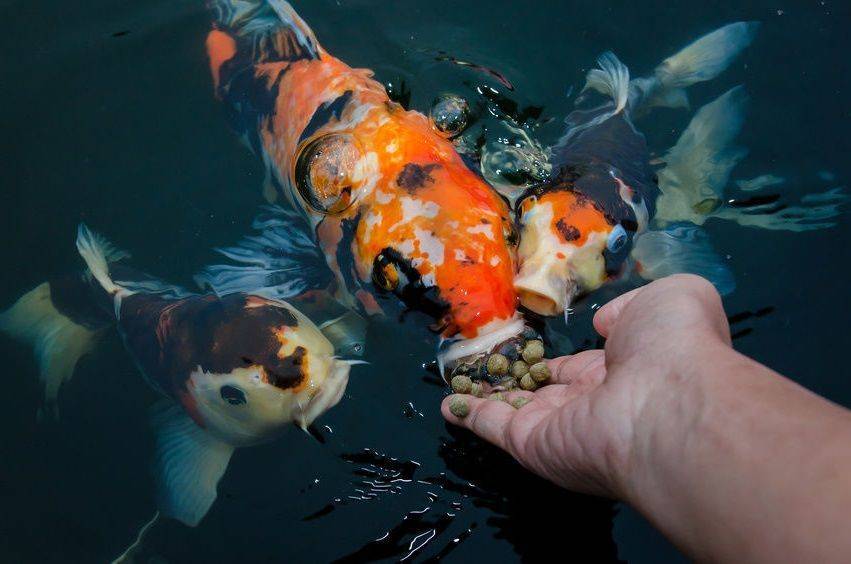Живой корм для аквариумных рыбок своими руками в домашних условиях. правила хранения пищи в доме: техника кормления рыб в аквариуме