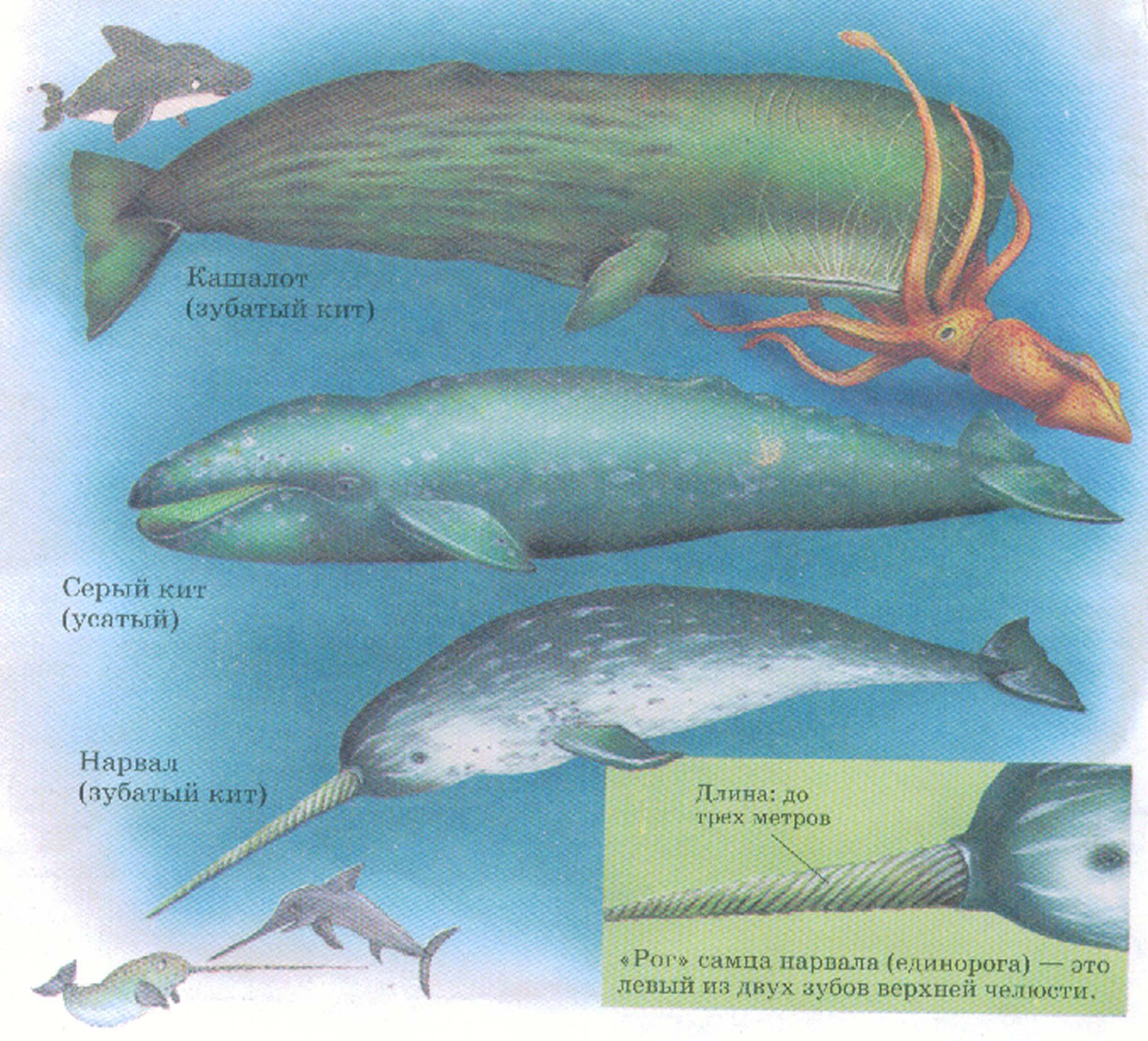 Усатые киты виды. Виды китов. Название китов. Кашалот Размеры. Виды китообразных.