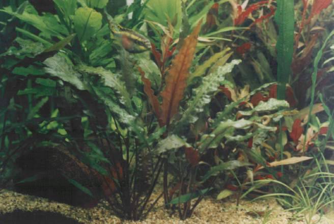 Криптокорина вендта аквариумное растение, содержание, фото