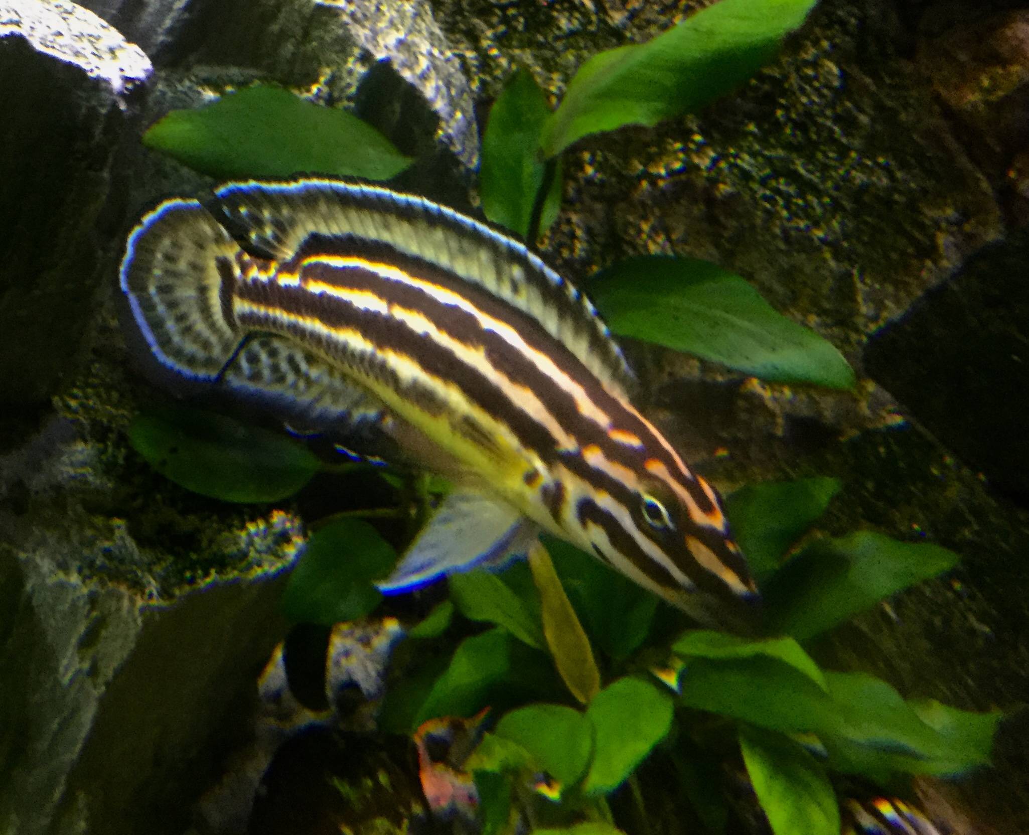 Юлидохромис масковый (julidochromis transcriptus)