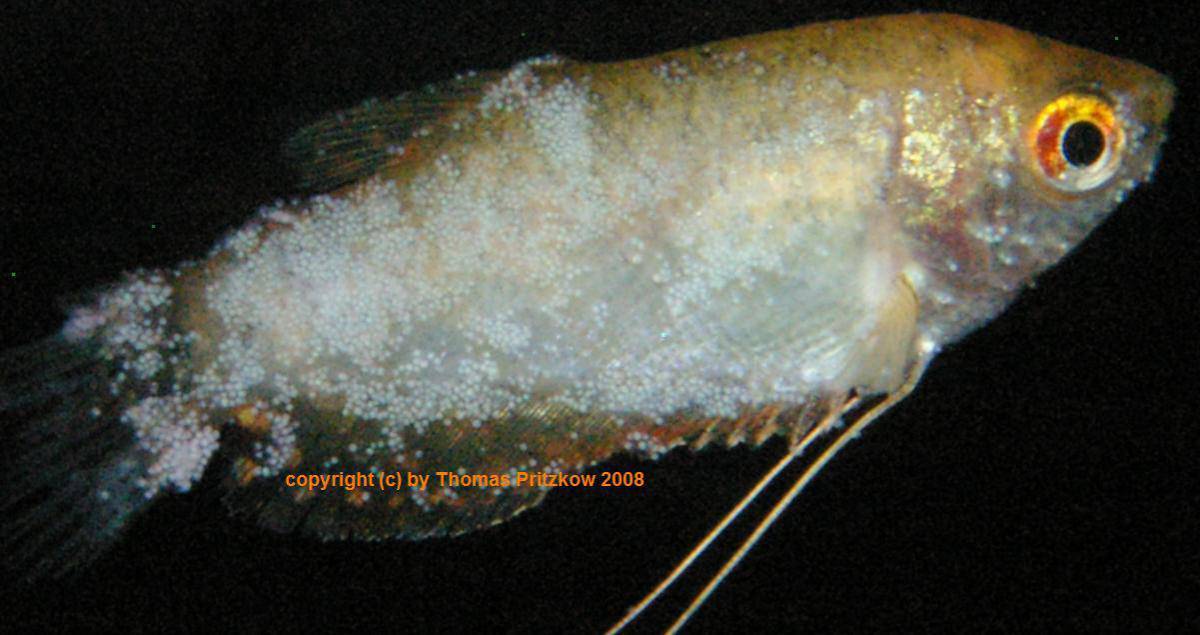 Ихтиофтириоз, манка у аквариумных рыб: лечение, препараты
