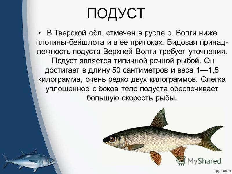 Рыба рыбец и его описание - животный мир