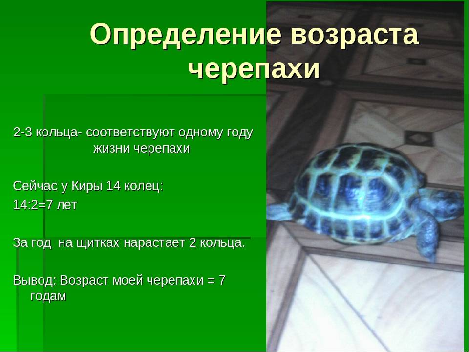 Как определить возраст красноухой черепахи: по панцирю
как определить возраст красноухой черепахи: по панцирю