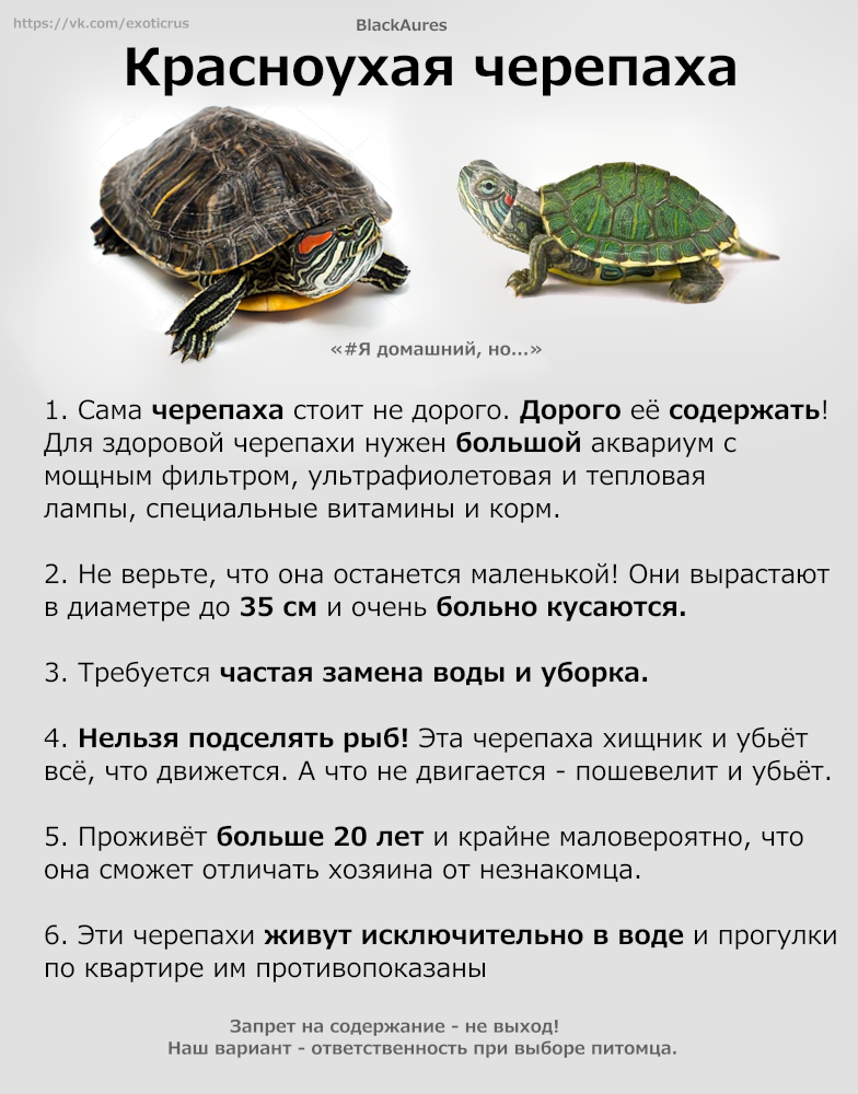 Красноухие черепахи: продолжительность жизни