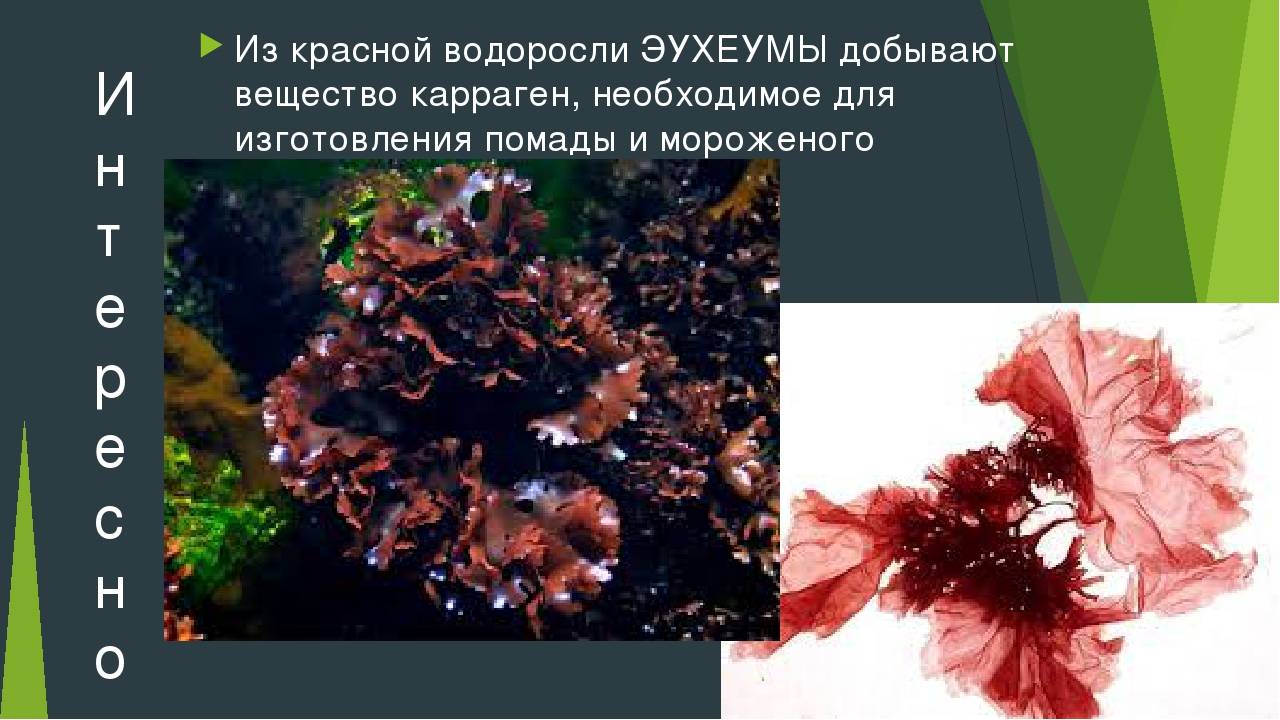 Почему водоросли красные. Красные водоросли биология. Интересные факты о красных водорослях. Красные водоросли презентация. Проект про красные водоросли.