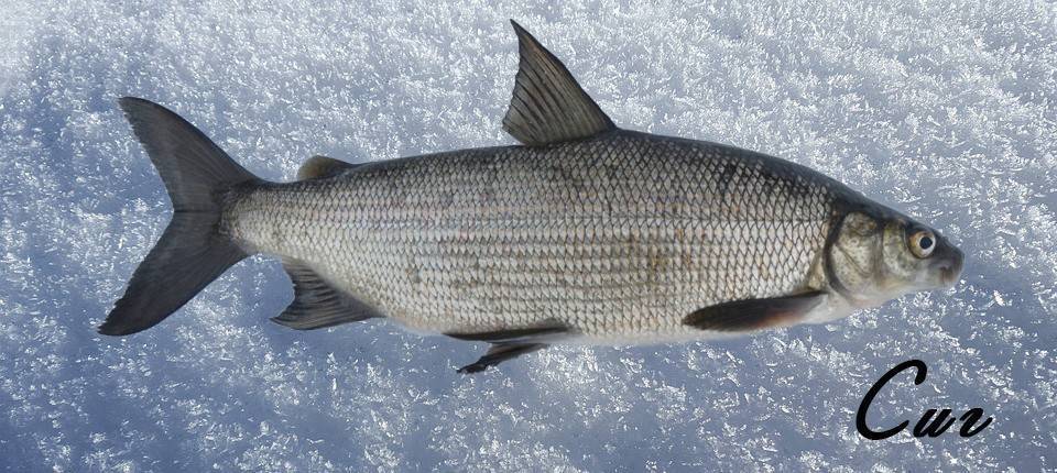 Рыба сиг: фото и описание, где обитает, семейсто сиговых, как приготовить сига - рецепты приготовления