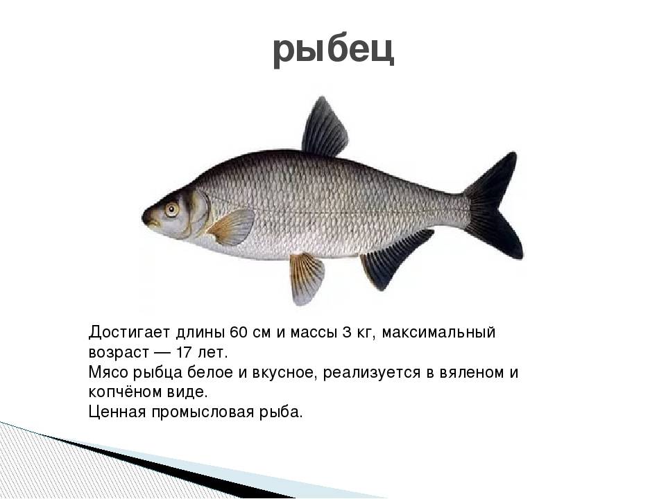 Рыбец / рыба нерестится, жор рыбы / донская рыба, снасти для рыбалки / рыбалка на дону
