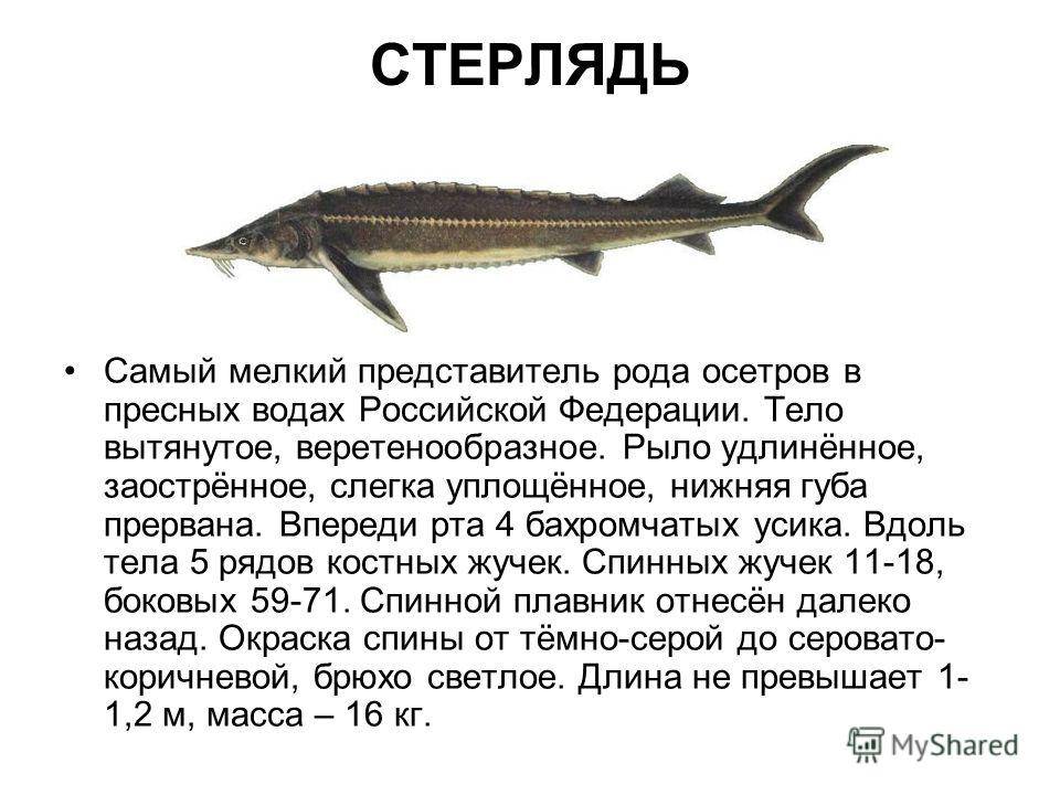 ???? где в россии обитают осетровые рыбы и почему они исчезают