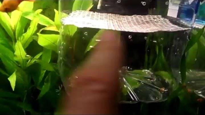 Как размножаются рыбки неоны в домашних условиях