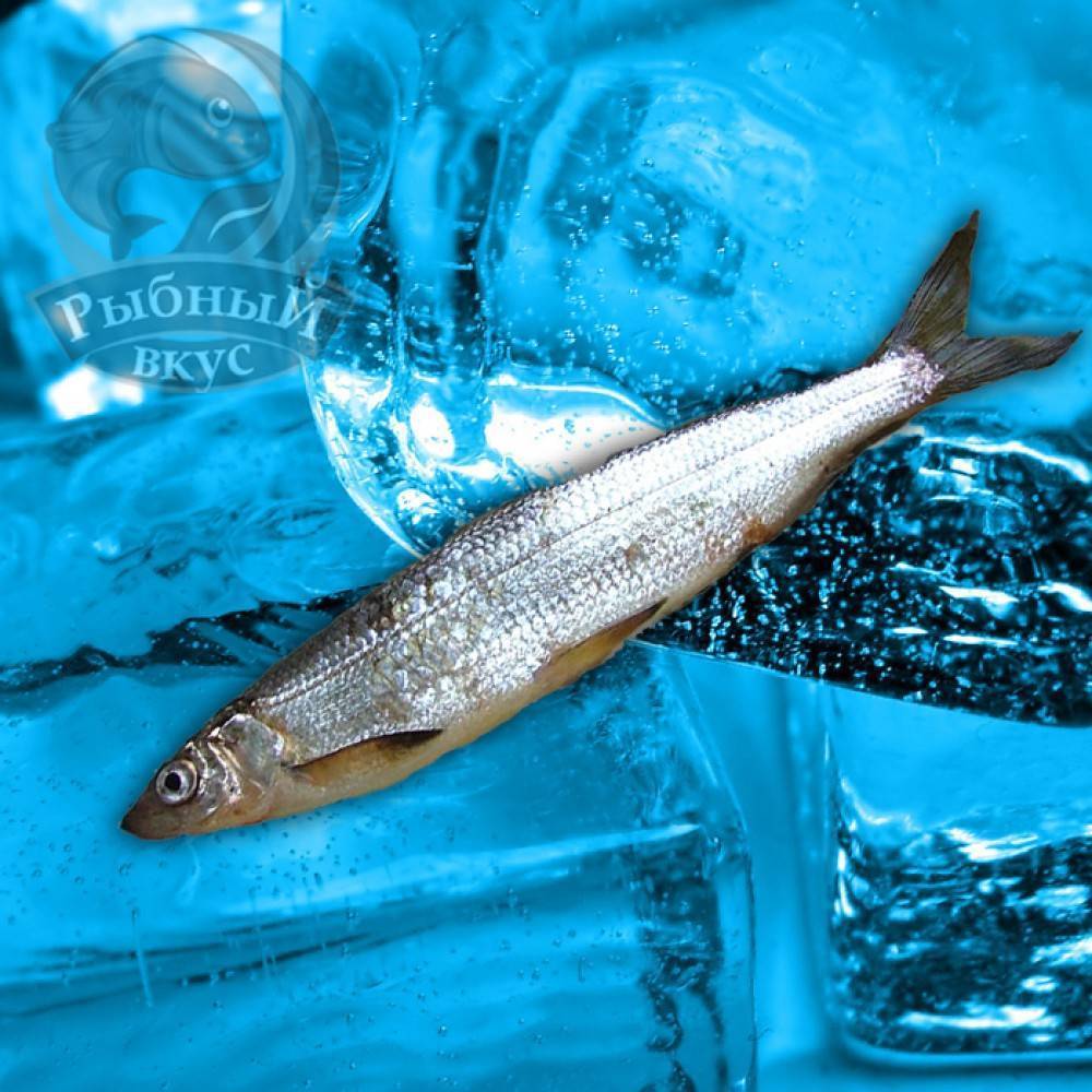 Рыба рипус — описание, среда обитания, особенности и интересные факты. рецепты приготовления рыбы рипус - рыболову