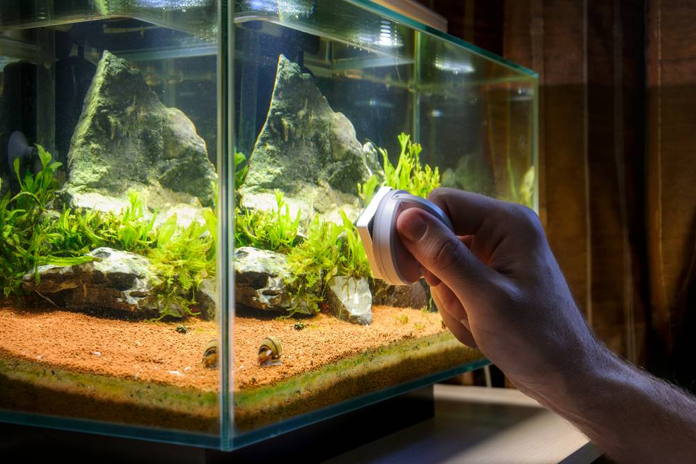 Как чистить аквариум: советы по правильной чистке аквариума