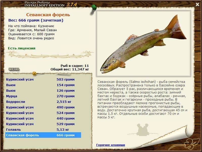 Севанская форель (ишхан): внешний вид, фото, особенности, интересные факты, среда обитания