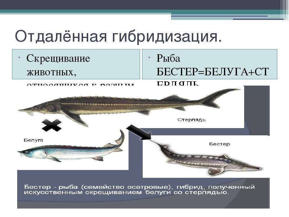 Разведение рыбы бестер — гибрид стерляди и белуги