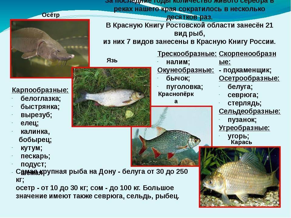 Паразиты в рыбе: виды, заболевания человека, меры безопасности от заражения