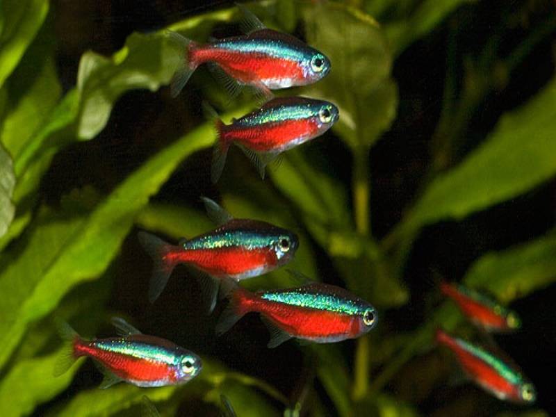 Аквариумные рыбки неоны - уход и содержание, как размножаются, черный, красный, синий и другие разновидности
