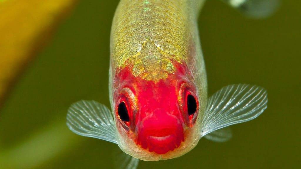 Родостомус - красная тетра: содержание, совместимость, разведение, фото | аквариумные рыбки
