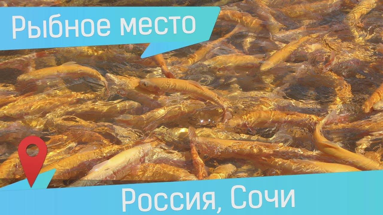 Бизнес план «рыбное хозяйство»