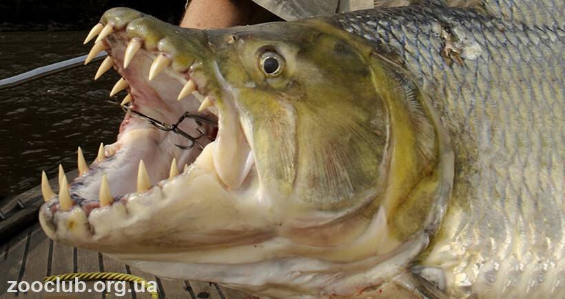 Большая тигровая рыба голиаф: свирепый хищник реки конго | живая природа, окружающая среда, экологические новости – densegodnya.ru