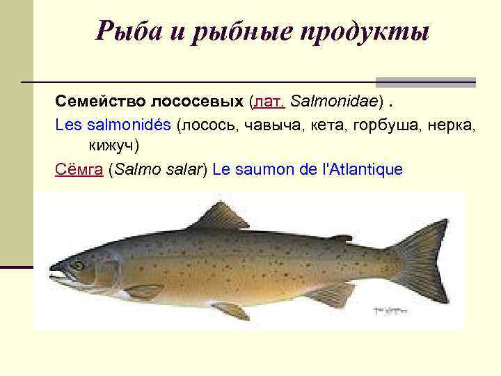 Рыба нерка: разновидности, места обитания, полезные свойства