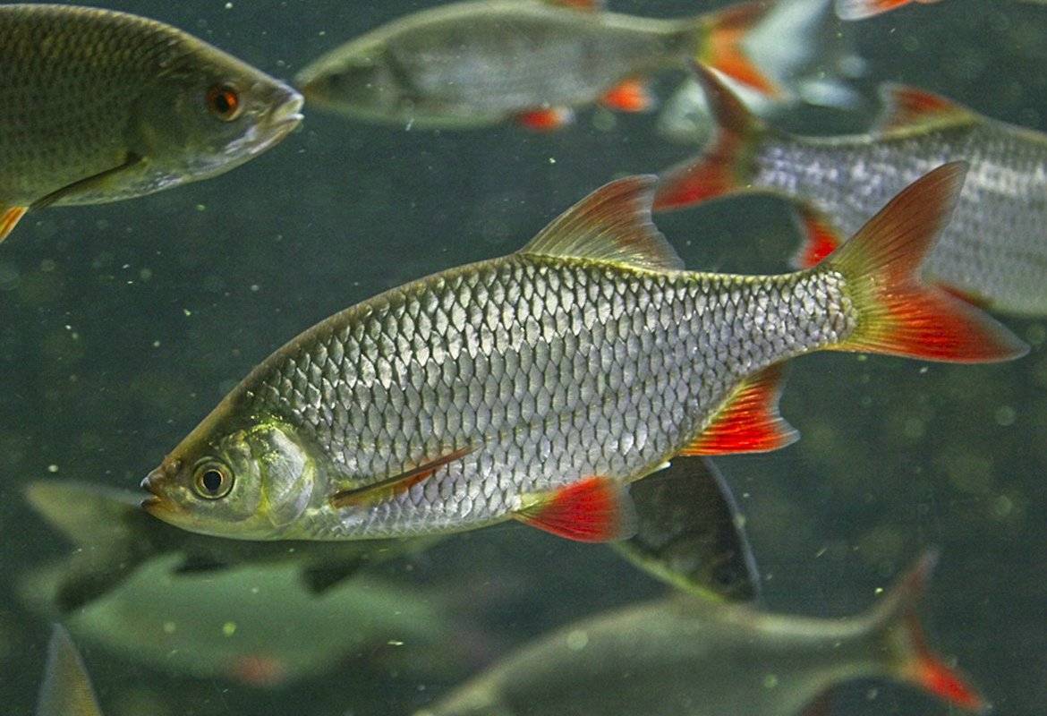 Список речных рыб — названия, отличия, образ жизни