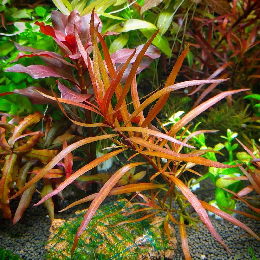 Людвигия: аквариумное растение, фото, условия содержания и размножения