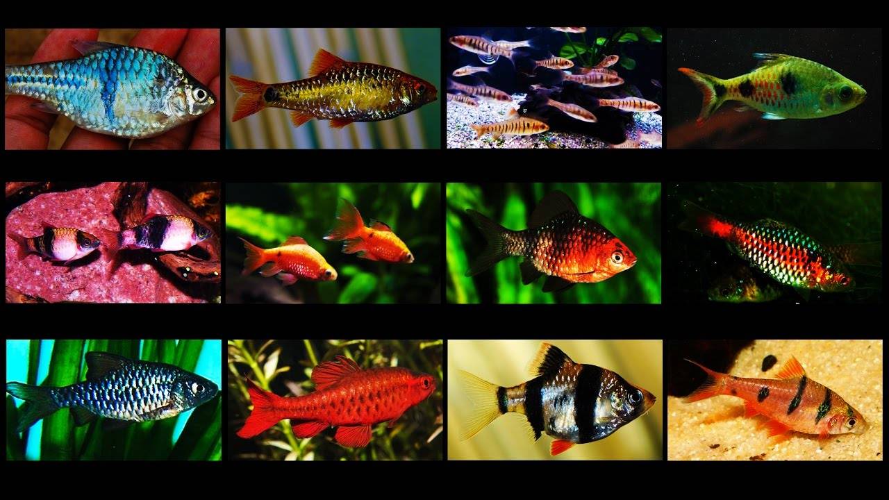 Виды и совместимость аквариумных рыбок. топ-5 популярных рыб для начинающих + 165 фото