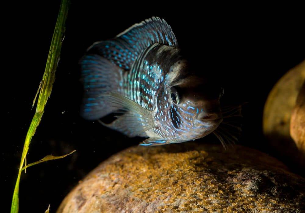 Акара бирюзовая: совместимость с другими рыбами, содержание и размножение