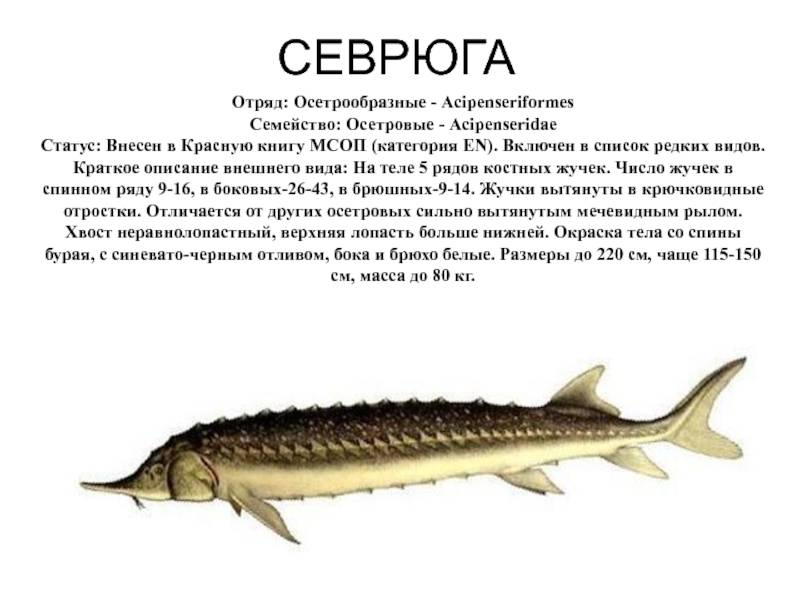 Осетровые рыбы: виды, ареал обитания, нерест :: businessman.ru