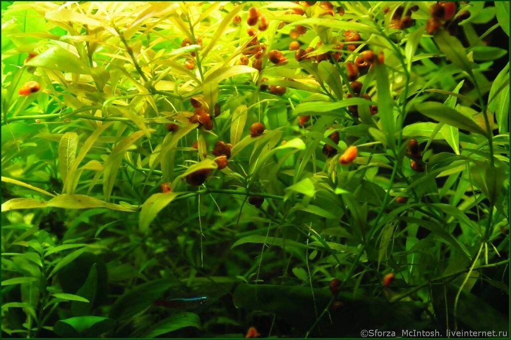 Лимонник аквариумное растение уход и его размножение