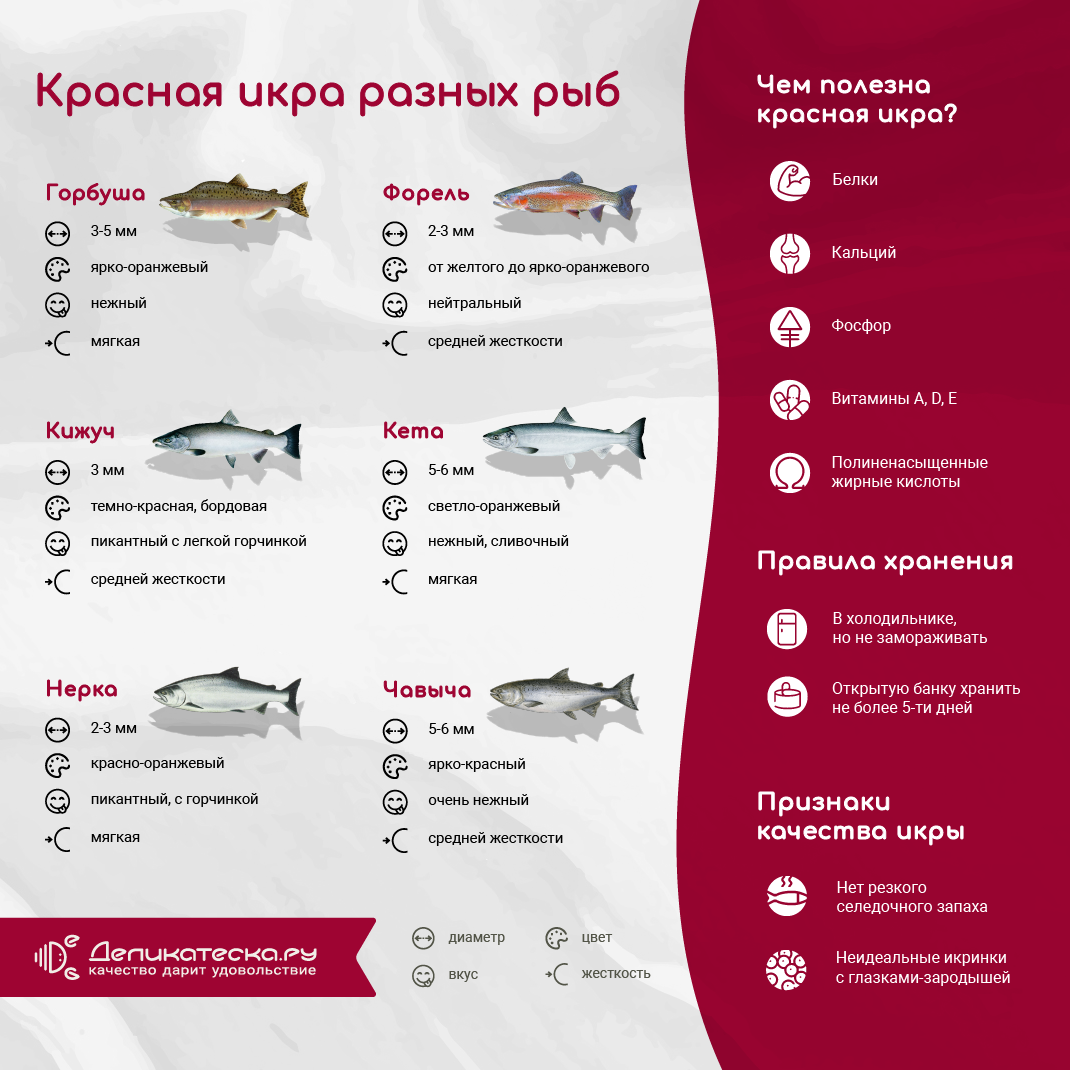 Шесть лососевых: как выбрать красную икру - жизнь - info.sibnet.ru