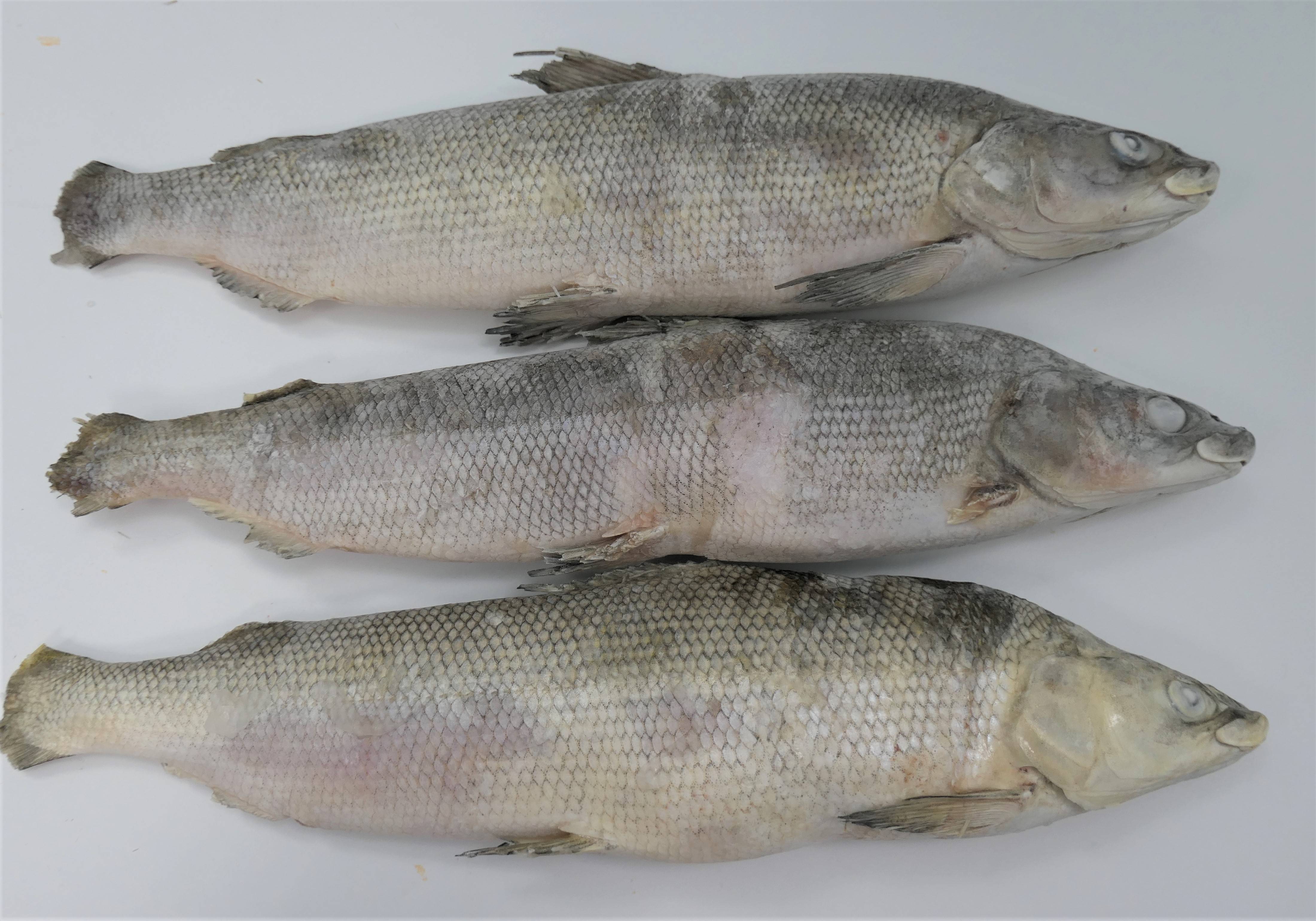 Рыба муксун — полезные свойства и вред | польза и вред