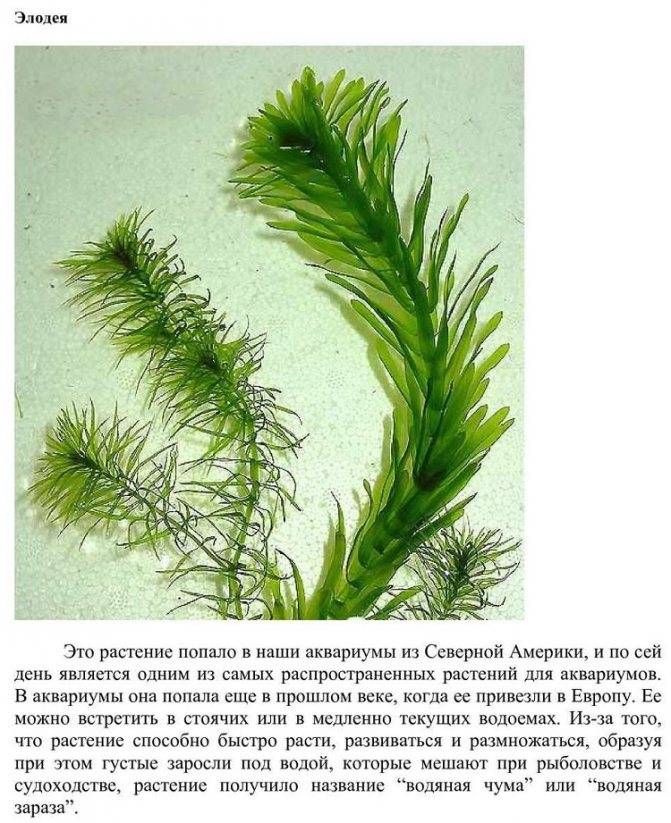 ᐉ элодея канадская: оптимальные условия произрастания, посадка и фото растения - zoovet24.ru
