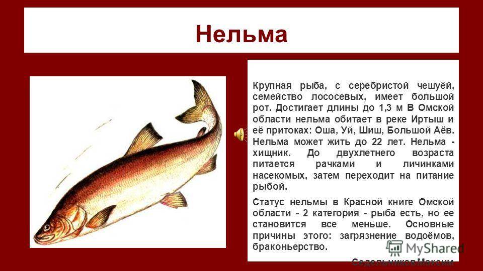 Белорыбица: что за рыба, как готовить? белорыбица: рецепты с фото