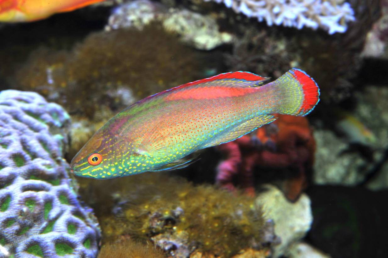Красивая и полезная рыбка для морского аквариума — губан