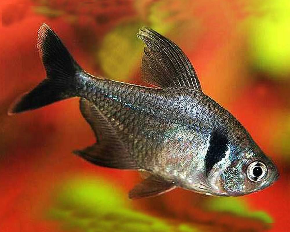 Рыбка родостомус аквариумная: кормление, совместимость с другими рыбками, содержание и уход, разведение