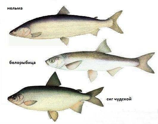 Царская рыба: какую рыбу называют царской, 4 рецепта рыбных блюд по-царски