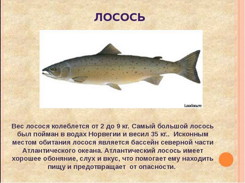 Лососевые рыбы – фото и названия