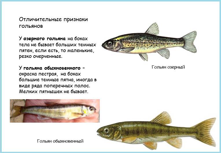 Рыба гольян: промысловое значение и способы любительской ловли