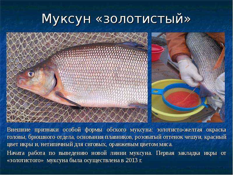 Рыба муксун: описание, образ жизни, снасти для ловли