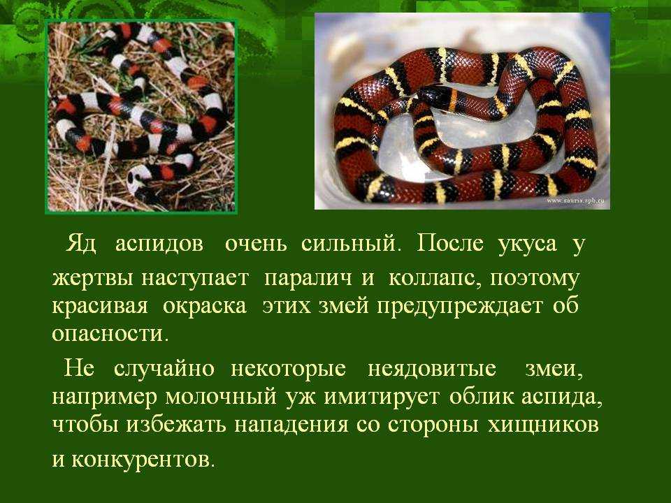 Аспид инсектицид. Ядовитые и неядовитые змеи. Молочная змея среда обитания. Предостерегающая окраска змеи. Молочная змея описание.