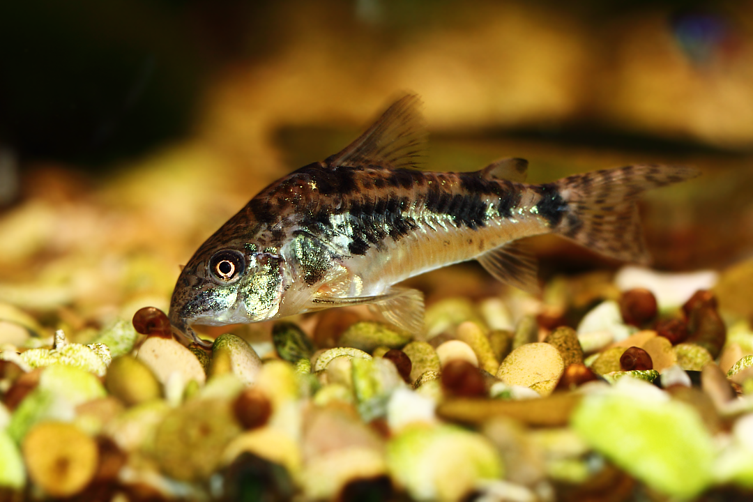 Cом аквариумный: виды, что едят и как их содержать