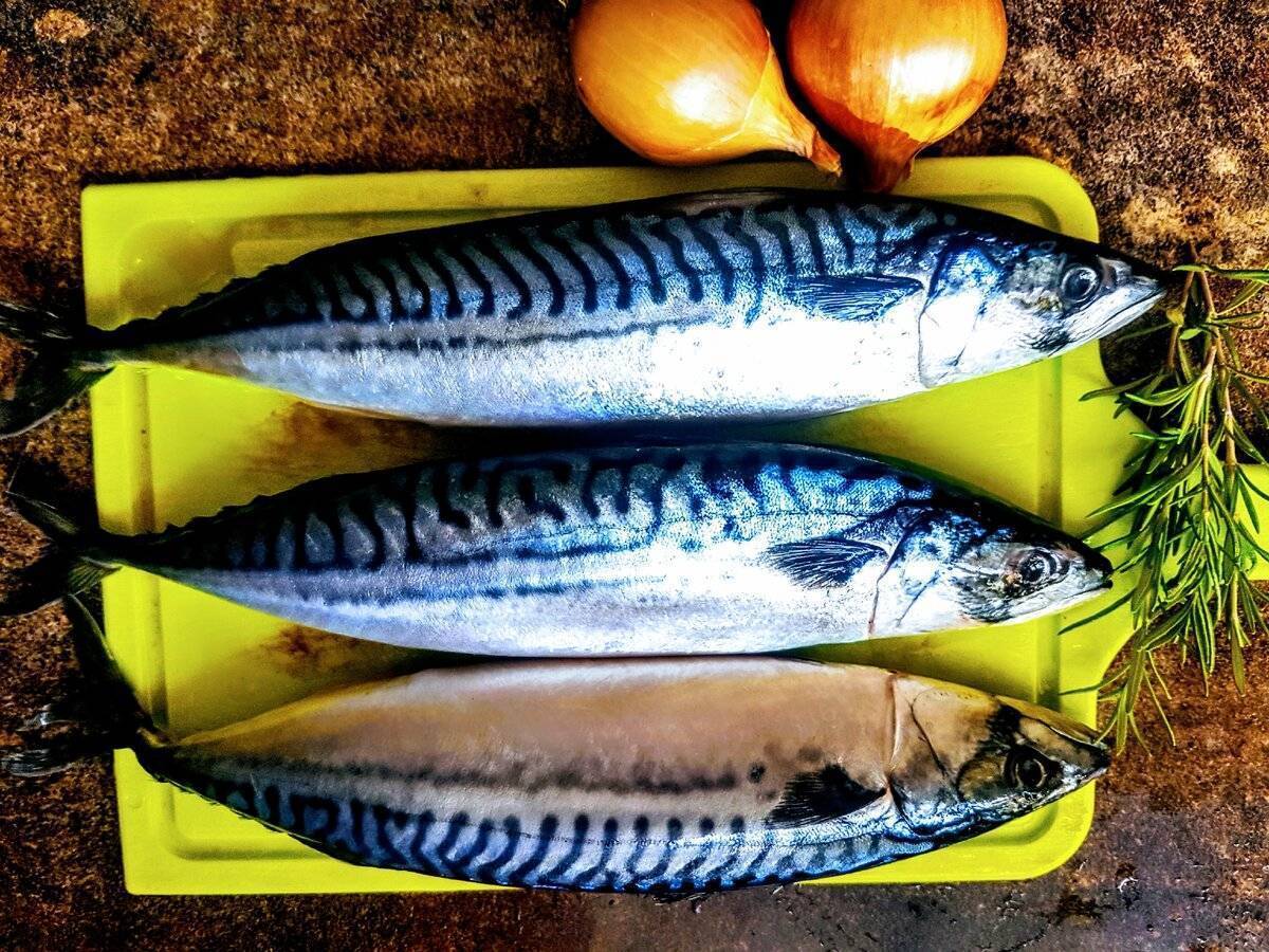 Жареная скумбрия: 10 рецептов приготовления рыбы на сковороде